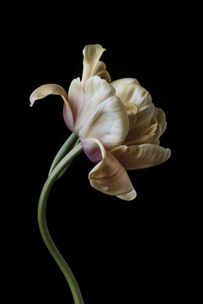 Ethereal Elegance: White Whisper Bouquet